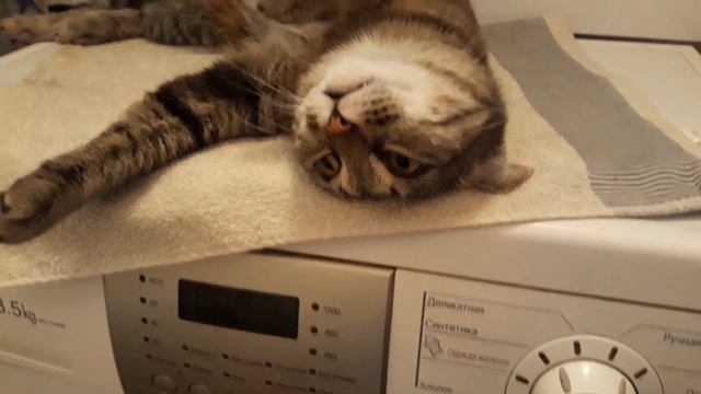 Моя СИМУШКА/ Любимое место/ смотреть онлайн