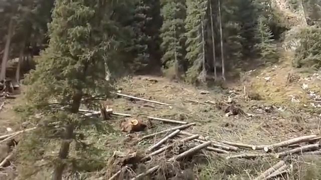 В Ак-Суйском районе сильный ветер с корнем вырвал десятки деревьев Ч.1 смотреть онлайн