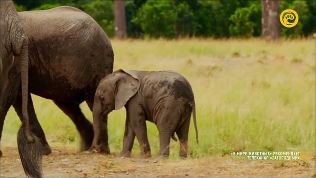 Африка, Кения. В савеннe со слонёнком смотреть онлайн