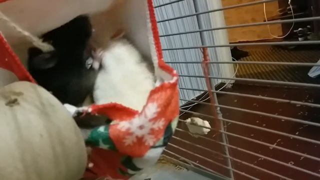 Крысы и веточки рябины / rats and mountain ash смотреть онлайн