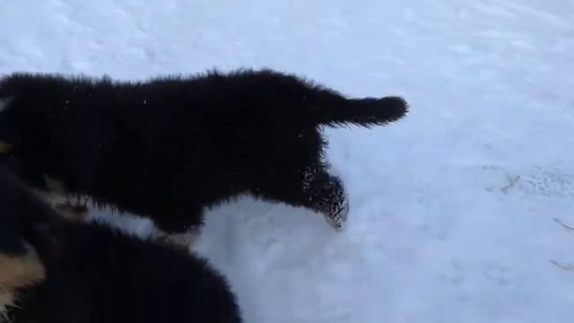 2,5 месяца ДК М.... кобели. ДОСТУПНЫ. смотреть онлайн