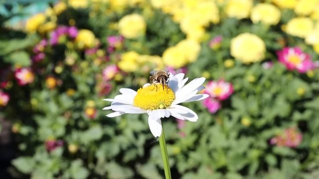 Пчела Майя смотреть онлайн
