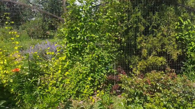 Прогулка по саду в конце июня... смотреть онлайн