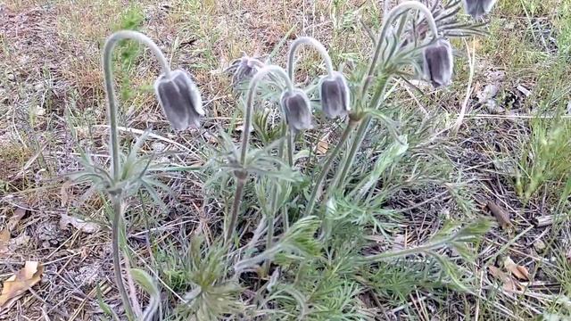 Цветы хвойного леса.СОН-ТРАВА или Прострел луговой. смотреть онлайн