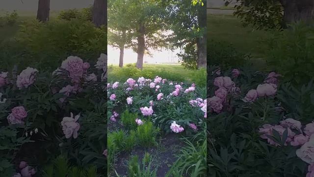 Шалфей дубравный(Salvia),котовники и пионы эффектны в совместной посадке! смотреть онлайн