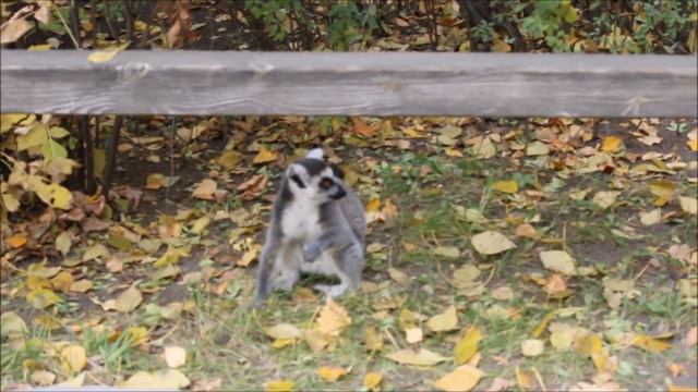 Малышей лемуров тоже кормят сердобольные бабушки, говорят что это во благо! 09.10.2023 смотреть онлайн
