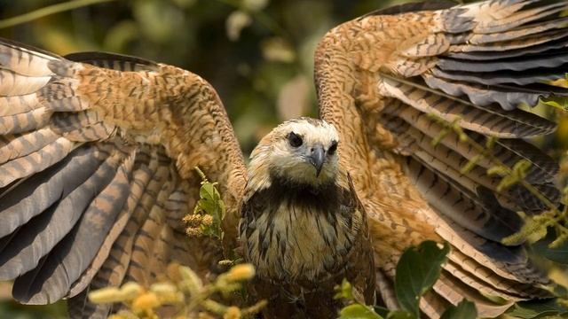 Русские гусли - Славянский фольклор смотреть онлайн