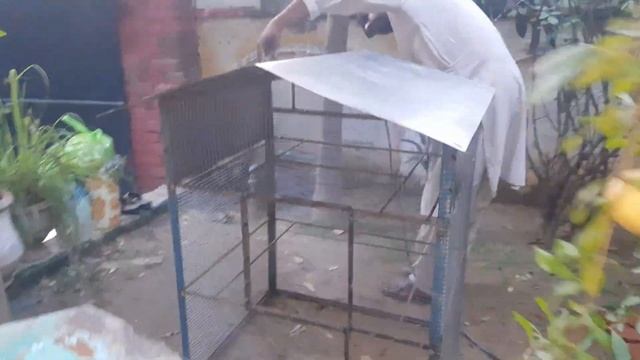 My new smart java finch aviary смотреть онлайн