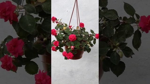 Cam güzeli çiçeği// Impatiens walleriana смотреть онлайн
