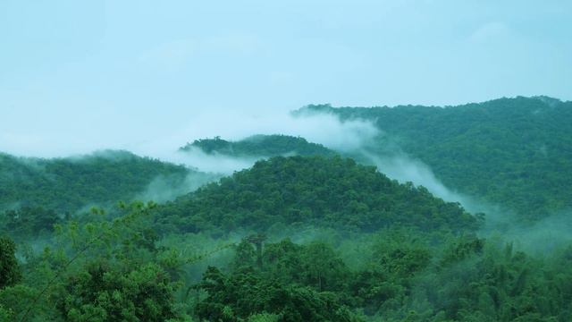 Звуки Джунглей - Релакс 1 Час - Jungle Sounds - Relax 1 Hour смотреть онлайн