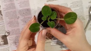 Как разделить деток фиалки.  Рассаживание деток фиалки. Как рассадить разросшуюся фиалку.