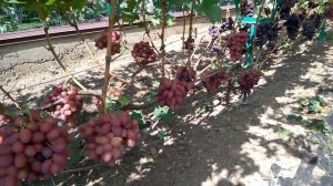 @Виноград 2019  Виноград Подарок Ирине  Отзыв о винограде