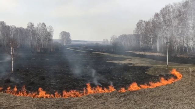 Горит трава в поле. Пал травы. Новосибирская область Тогучинский район. Пожар в поле. смотреть онлайн