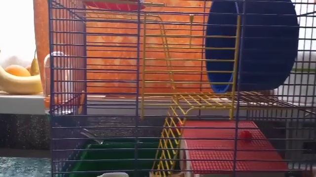 Нормы содержания сирийского хомяка смотреть онлайн