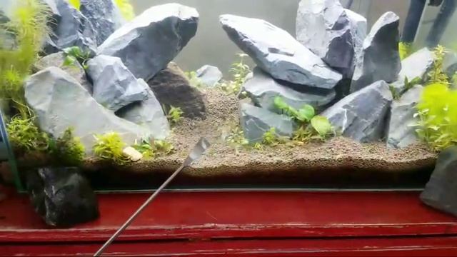 Live17 Aquascaping & Artistic Basics + ADA Carpeting Plants смотреть онлайн