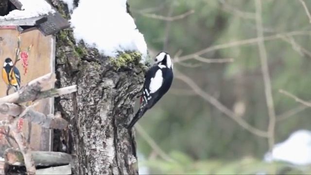 Большой пестрый дятел 01 смотреть онлайн