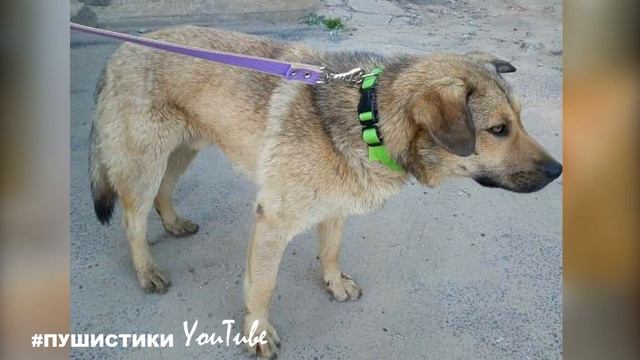 Пёс выглядел, как старик, отживший свой век, а оказалось...- часть 1 смотреть онлайн