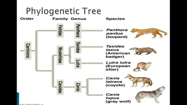 Phylogenetics Part 1 смотреть онлайн