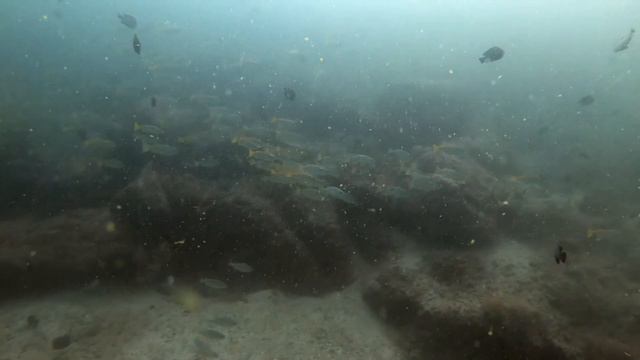 Diving at Car Cemetery and Sharm Rocks, Fujairah, UAE смотреть онлайн