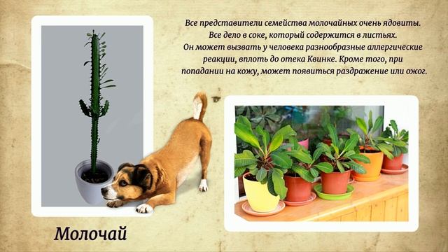 Опасные для людей и домашних животных 10 ядовитых комнатных растений Poisonous indoor plants смотреть онлайн