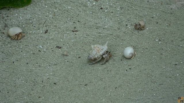 Club Med Finolhu Villas Maldives 5*