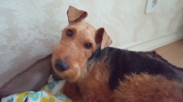 Cute little dog Welsh terrier. He wants to go walk. смотреть онлайн