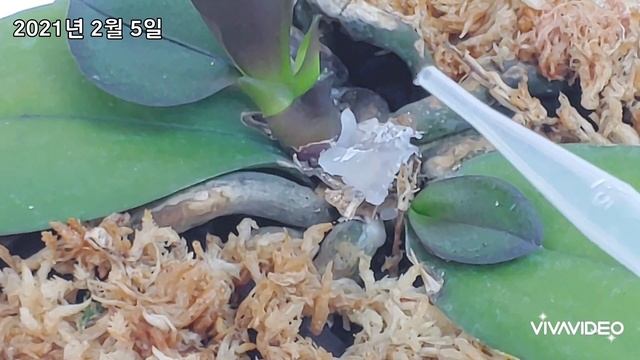 호접란 번식 이렇게 하면 정말 쉽다는 걸 결과를 보시면 알 수 있습니다 смотреть онлайн