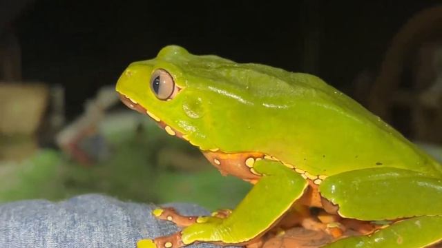 Счастливое существо