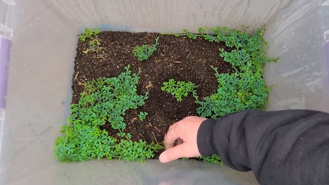 CVS Rainbow Spikemoss, Selaginella Uncinata - Thedefiantforest.com