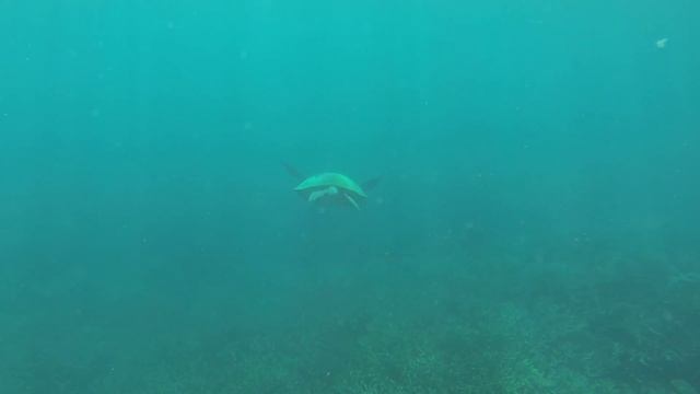 Snorkeling On Heron Island, Australia.