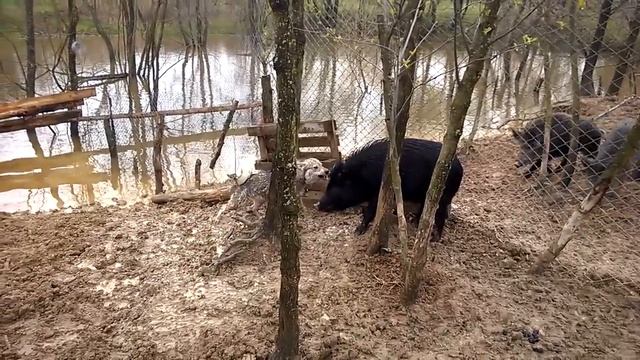 Притравка западно-сибирских лаек на кабана (Вольф и Бренда) смотреть онлайн