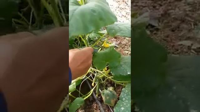 Pitrak F1 (Nongwoo Bio) Azərbaycanın cənubunda. Питрак Ф1 (Нонгву Био) в юге Азербайджана. смотреть онлайн