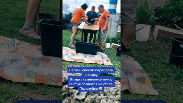 Легкий способ перебрать чернику смотреть онлайн