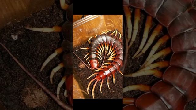 Ядовитая сколопендра - хищник смотреть онлайн