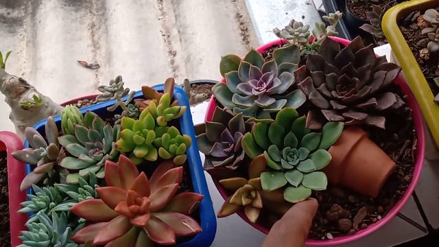 fiz 2 arranjos de #suculentas 🍃 смотреть онлайн
