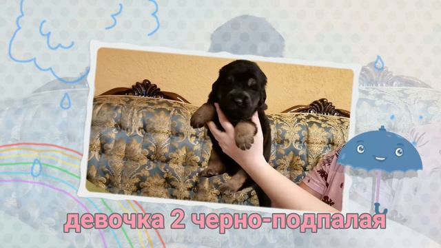 Щенки тибетского мастифа. 2 девочки смотреть онлайн