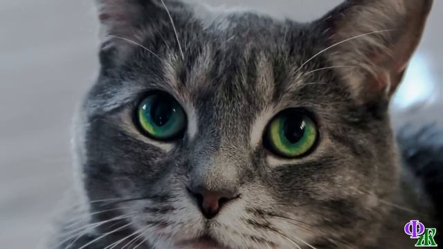 Кот и Человек 1. «Наверно это хорошо, иметь дом, где тебя кормят и любят» - думал кот смотреть онлайн