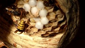 Домашние шершни! Развитие улья "Шершней"