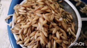 Поддержка кур через корм зимой.Проращивание овса.Мой опыт.