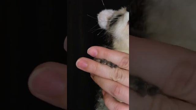 Енотик смотреть онлайн