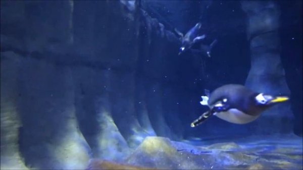 Fish or Not Fish: Is That Aquatic Animal a Fish? - FreeSchool