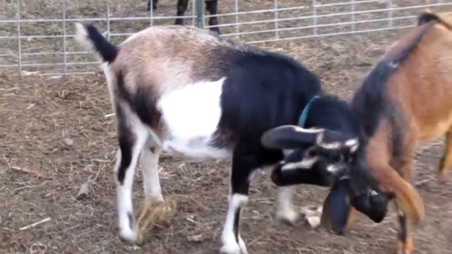 Signs of Heat in Goats - The GoatMentor смотреть онлайн