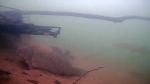 Карась и щука ! смотреть онлайн