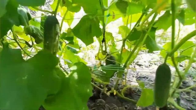 Гумат калия и огурцы. смотреть онлайн