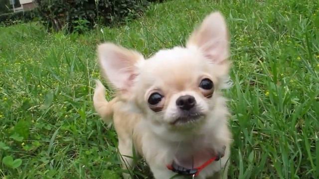 Чихуашка Тоша (6 мес.) - М.С.Фаир Фортуне Золотой Алтын (DJ Dinamit Paradise Omelen х Табита Нимфа) смотреть онлайн