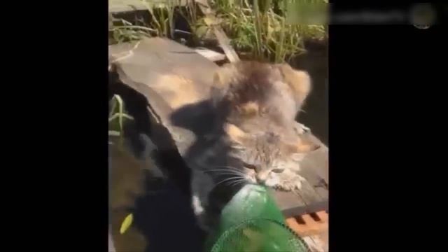 Подборка приколов на рыбалке 2016 НОВИНКА смотреть онлайн