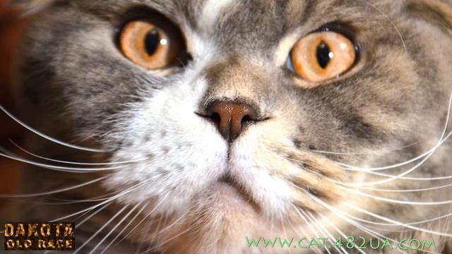 Вислоухий шотландский кот Мишка и кошка Люська в гостях у бенгальской кошке, видео 2 смотреть онлайн