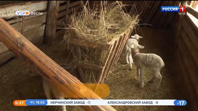 Овцеводческие хозяйства Забайкальского края примут участие в выставке овец и коз в Улан-Удэ смотреть онлайн