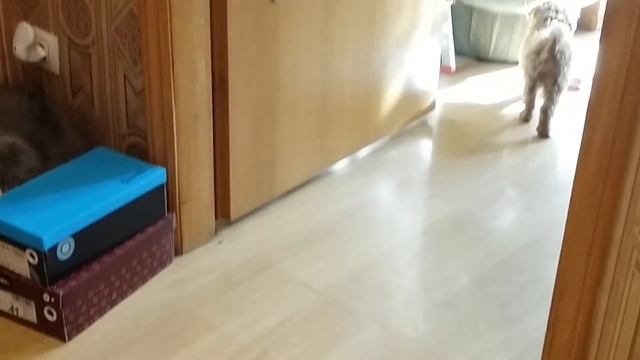 Роня и Ханя смотреть онлайн