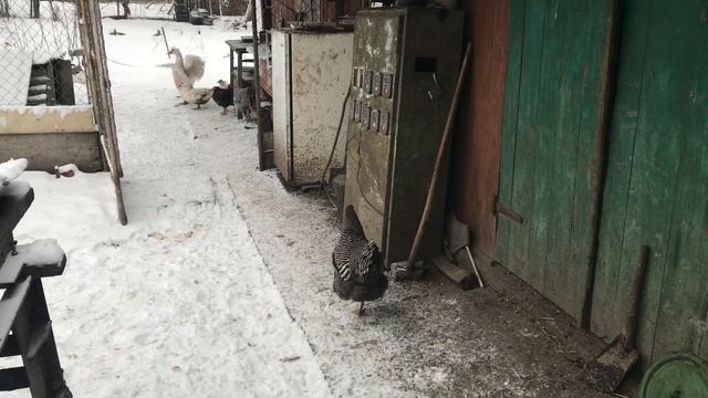 Сільські будні, прибирання та гніздування смотреть онлайн